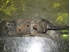 Picture of Right Front Axel Adjustable Control Arm  Fiat Panda de 1986 a 1999