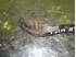Picture of Left Front Axel Adjustable Control Arm  Toyota Hiace de 1985 a 1989