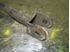 Picture of Rear Axel bottom Longitudinal Control Arm Front Left Nissan Sunny (N14) from 1991 to 1995
